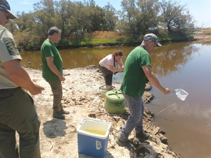 La Junta intensifica la reintroducción del pez fartet en el Paraje Natural Desembocadura del río Guadalhorce