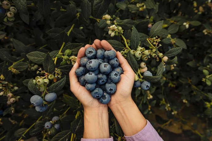 La chilena Hortifrut refuerza su presencia en mercado asiático con su participación en Asia Fruit Logistica.