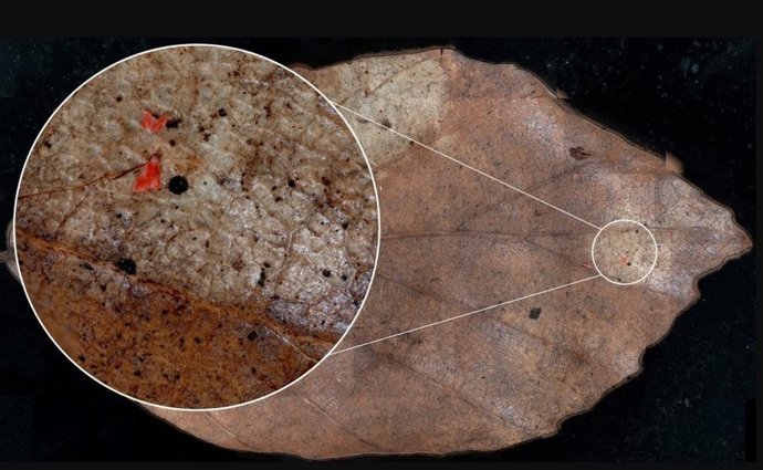 El equipo de investigación desarrolló un método personalizado para analizar microplásticos en las superficies de las hojas.