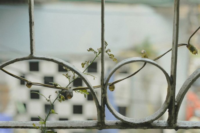 O que fazer se suas plantas ficarem marrons, pretas ou amarelas após as festas de fim de ano e como salvá-las, diz um especialista