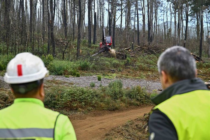 Archivo - Trabajos de reforestación en montes de Tenerife