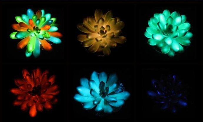 Las suculentas brillan en tonos de rojo, verde, azul y más después de estar impregnadas de partículas de fósforo que absorben y liberan lentamente la luz.