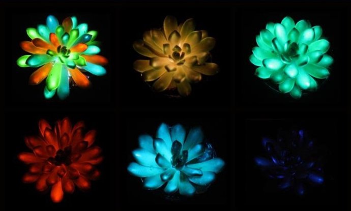 As suculentas brilham em tons de vermelho, verde, azul e outros, depois de serem impregnadas com partículas de fósforo que absorvem e liberam luz lentamente.