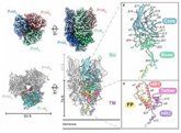 Foto: El primer mapa tridimensional de la proteína de un retrovirus, clave para futuros tratamientos contra el cáncer