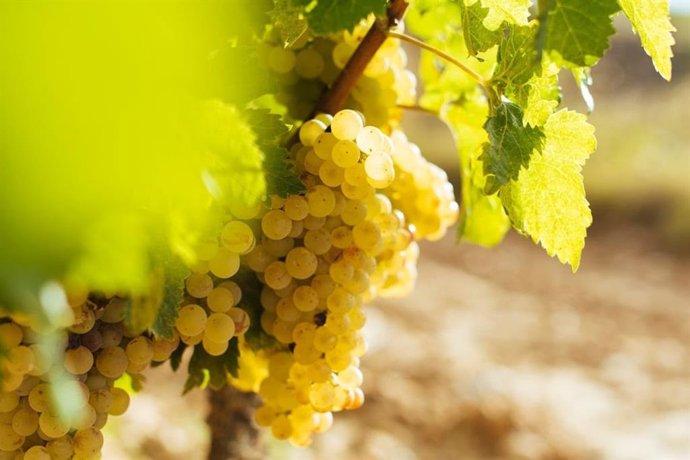 El grado se adelanta al menos una semana