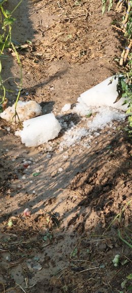 La tormenta causa estragos en la Comarca Campo de Cariñena y daña el 75% de la cosecha de fruta y almendra