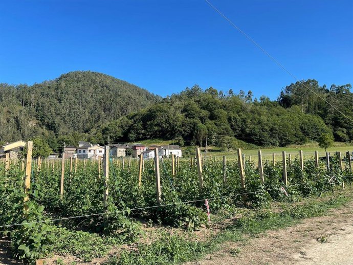 Archivo - Plantación de fabas en Valdés.