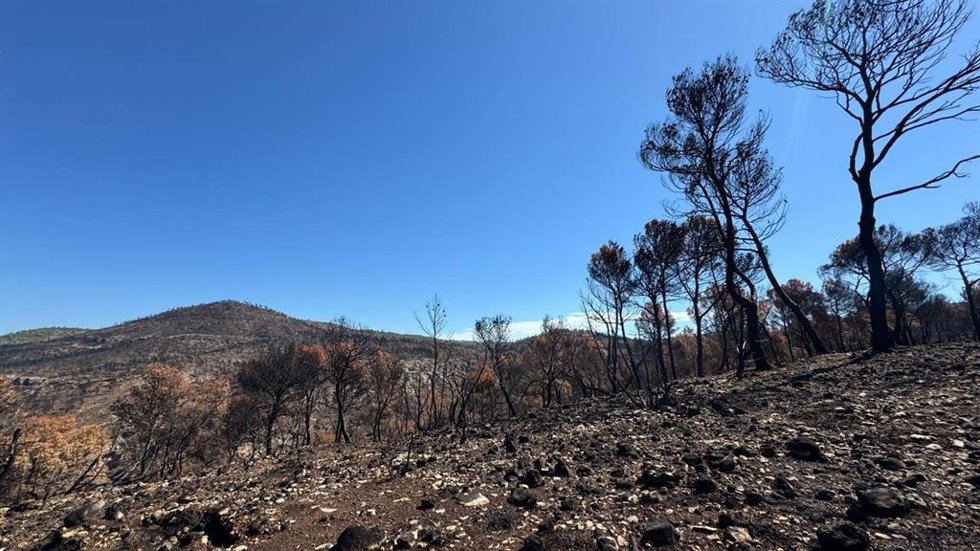 Zona afectada por el fuego en Teresa de Cofrentes