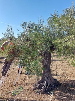 Archivo - Imagen de archivo de un trabajador en la campaña de aceituna de verdeo.