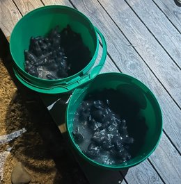 Nules celebra el nacimiento de un centenar de crías de tortuga boba en la playa
