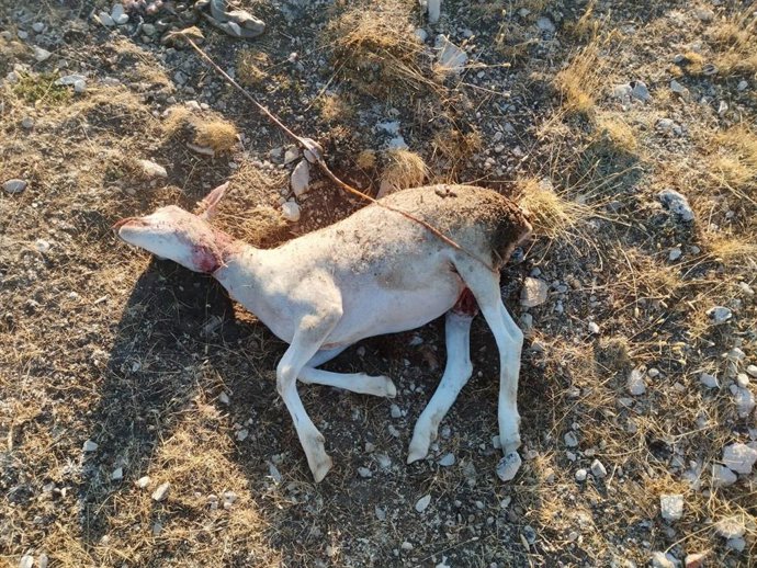 Oveja herida tras el ataque de un zorro en el Altiplano de Granada