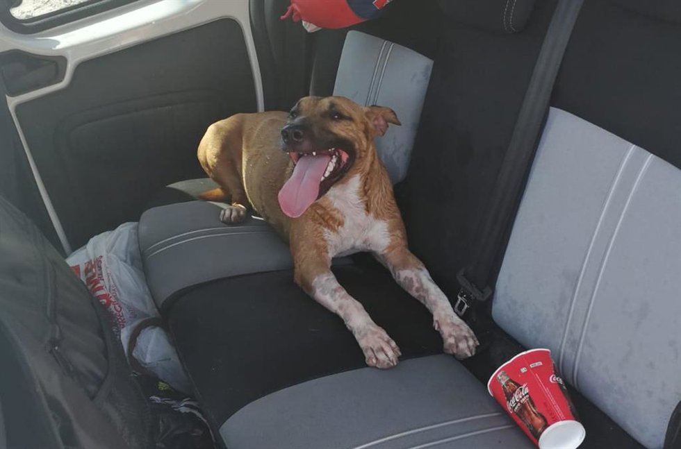 Archivo - El perro abandonado en interior coche.