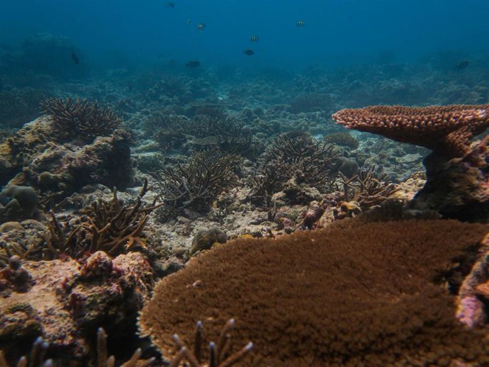 Archivo - Imagen de un arrecife en recuperación