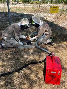 Los bomberos retiran un enjambre, de unas 20.000 abejas, en una arqueta de Valdespartera
