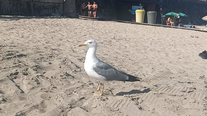Gaviota en una playa