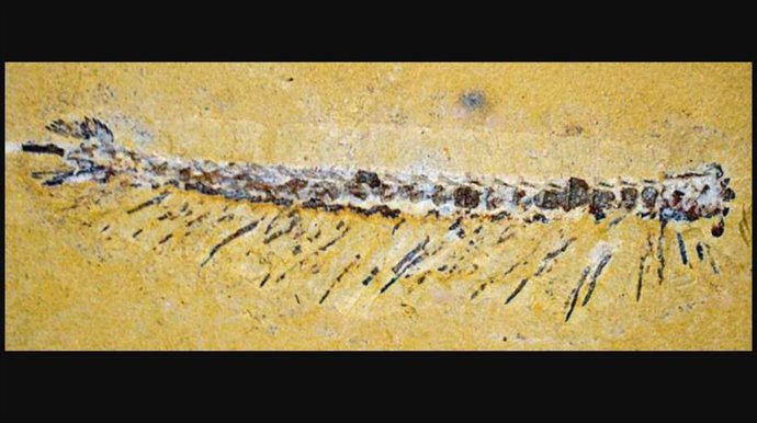 Uno de varios especímenes fósiles de Jianfengia: El cuerpo del animal es extremadamente simple, compuesto por numerosos segmentos idénticos. Sin embargo, su cabeza es similar a la de un crustáceo más moderno, con ojos pedunculados y ojos frontales simples