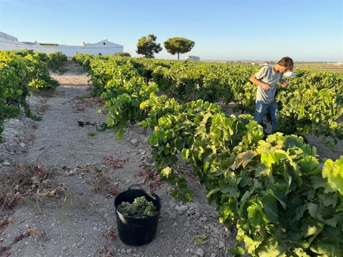 Vendimia en Viña La Tula en Jerez