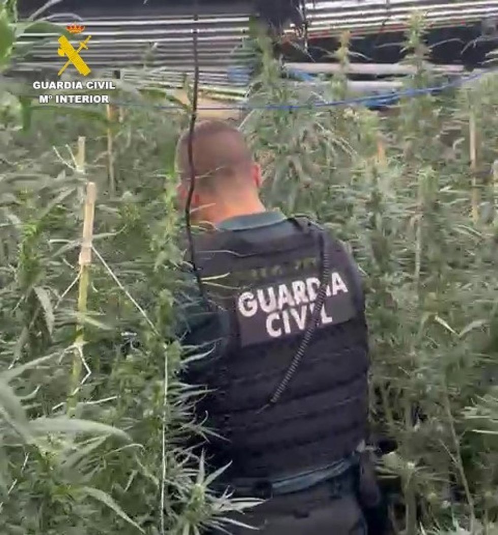 La Guardia Civil desmantela una plantación de marihuana en Burriana (Castellón) y detiene a dos hombres.