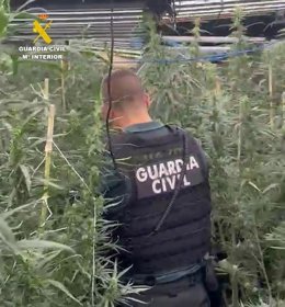 La Guardia Civil desmantela una plantación de marihuana en Burriana (Castellón) y detiene a dos hombres.