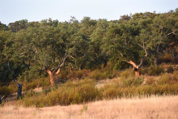 Archivo - Vista de un grupo de alcornocales. Imagen de archivo.