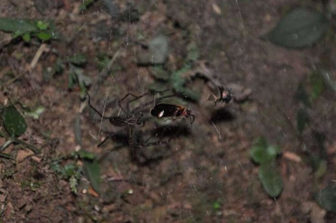 Araña de telaraña con luciérnagas atrapadas en su red.