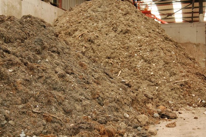 Algas en una imagen de archivo