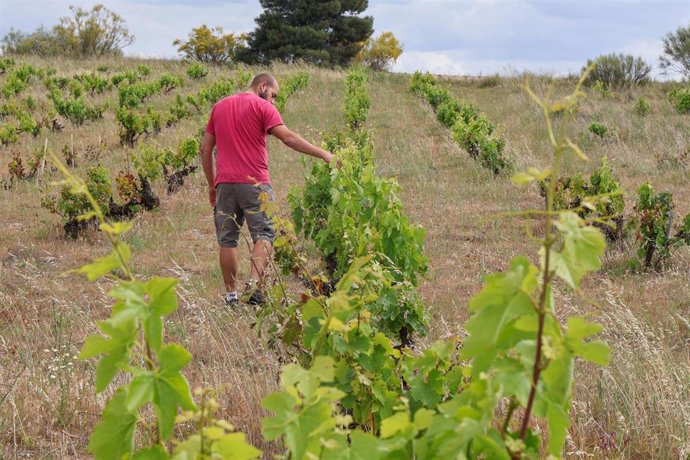 Archivo - La Diputación de Segovia ayuda con 46.000 euros a 38 emprendedores y empresas rurales para lanzar sus proyectos.