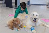Foto: Beneficios de la perroterapia: reduce dolor y mejora el ánimo en pacientes hospitalizados