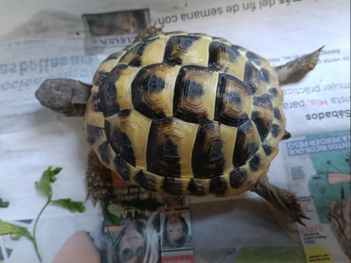 Un ejemplar de tortuga mediterránea localizado en Torrelodones