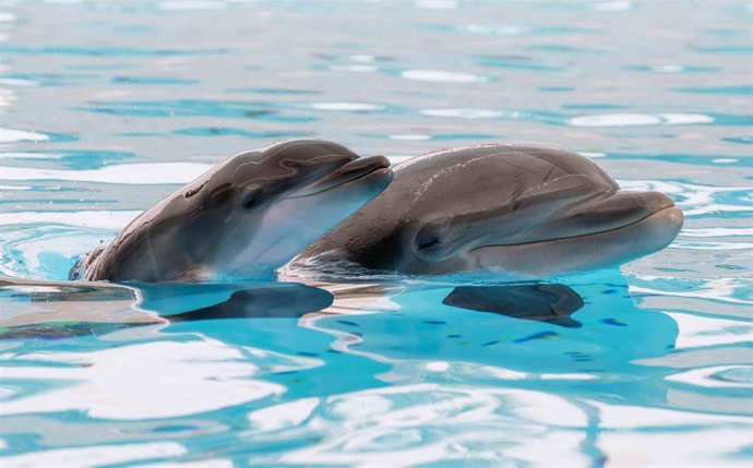 Cría de delfín mular y su madre, en aguas de Loro Parque