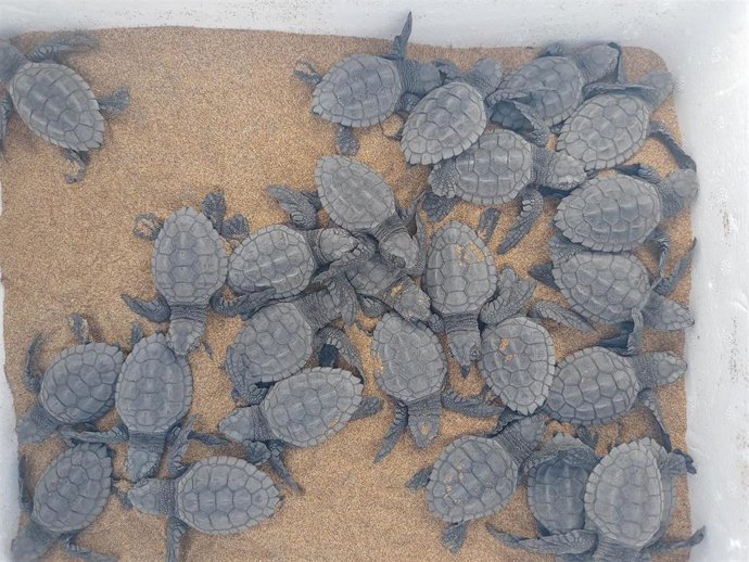 Eclosión de tortugas bobas en Calblanque