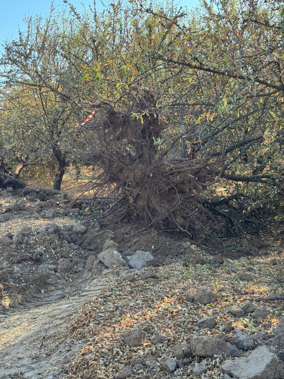Un almendro afectado en Lebrija (Sevilla).