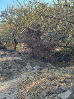 Un almendro afectado en Lebrija (Sevilla).