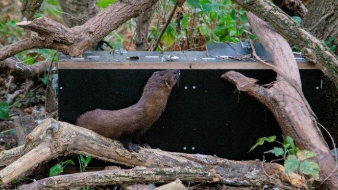 La Rioja libera a 'Rillo', un macho de visón europeo, en el Ebro, cerca de la desembocadura del Najerilla, para recolonizar esta zona