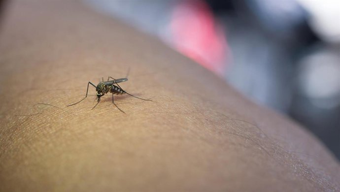 Archivo - La Fiebre del Valle del Nilo Occidental se transmite principalmente por la picadura de mosquitos