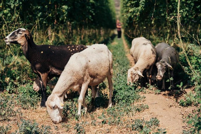 Pastoreo dirigido con ovejas para este proyecto