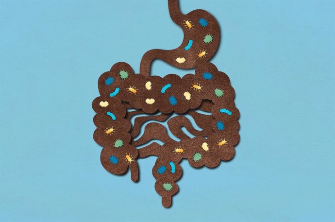 Archivo - Imagen de recurso de microbiota intestinal.