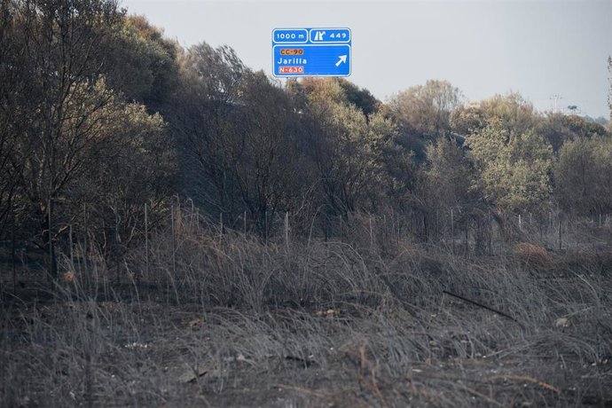 Campo quemado por el incendio, a 18 de agosto de 2025, en Jarilla, Cáceres.