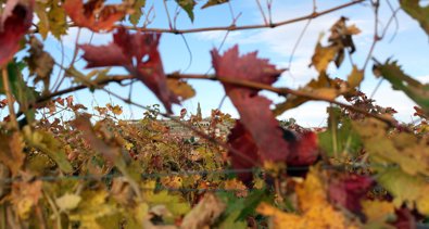 EpAgro - Agricultura