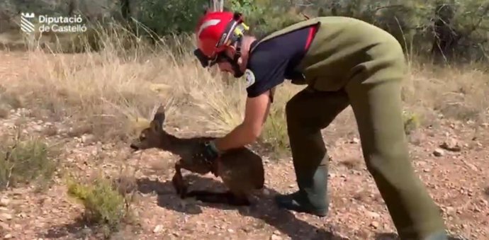 Corzo rescatado