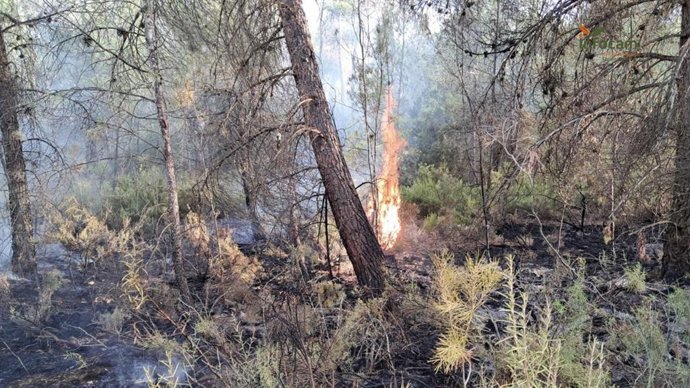 El incendio ha sido dado por extinguido sobre las 20.33 horas.