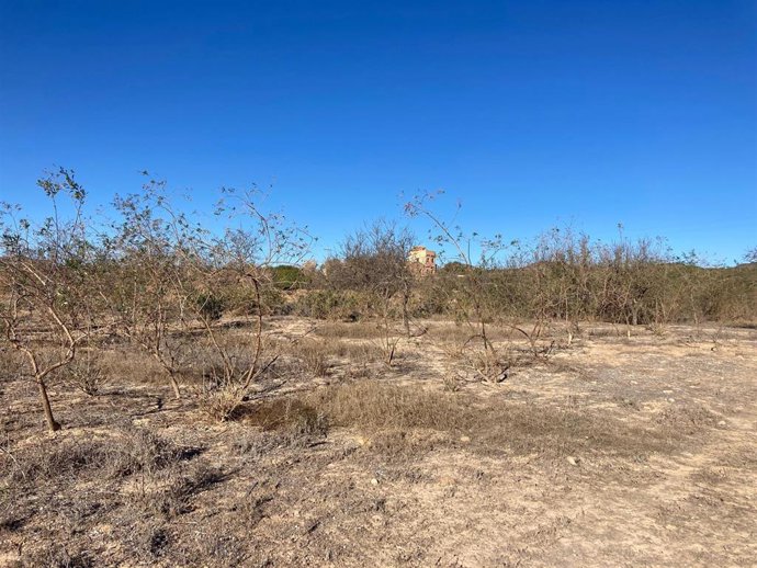 Tierra de cultivo abandonada