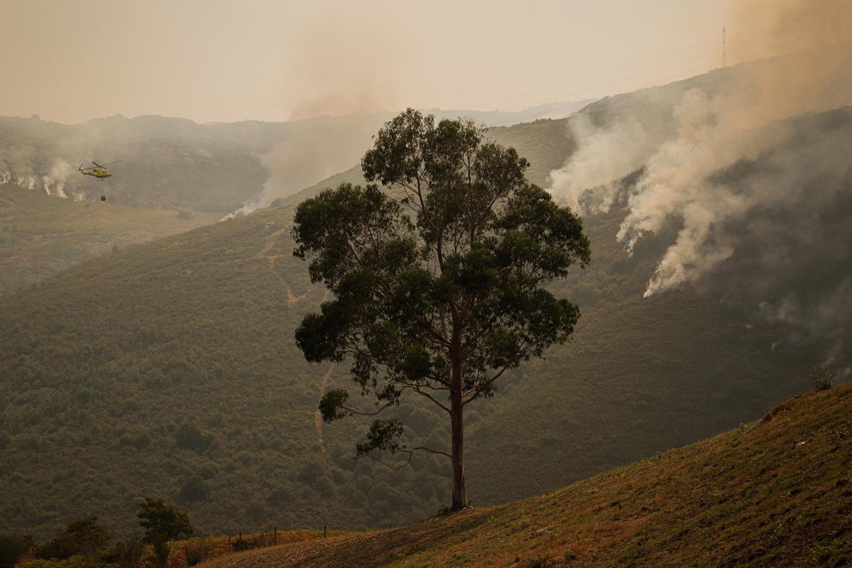 Vegetación  más verde ,  sana  y  discontinua : vías para proteger el territorio ante futuras olas de incendios