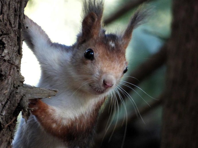 Ejemplar de ardilla roja en el Parque Regional de Sierra Espuña.