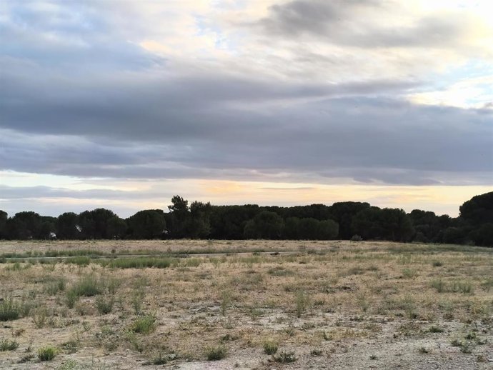 El pinar en el que se producen incendios al fondo, junto a la parcela de Pinar de Jalón recientemente desbrozada.