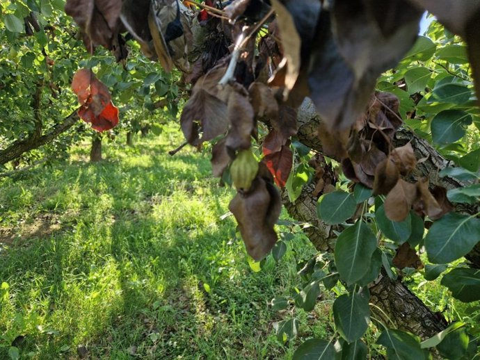 Agricultura activa un plan de ayudas de 500.000 de euros contra el fuego bacteriano en la Comunidad.