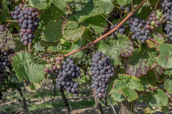 Imagen de una viña