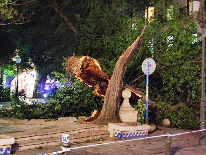 Cae un olmo centenario en la plaza Gabriel Miró de Alicante