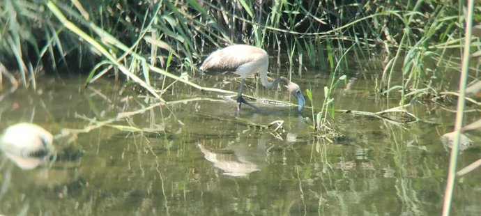 Avistan un flamenco en la desembocadura del río Mijares