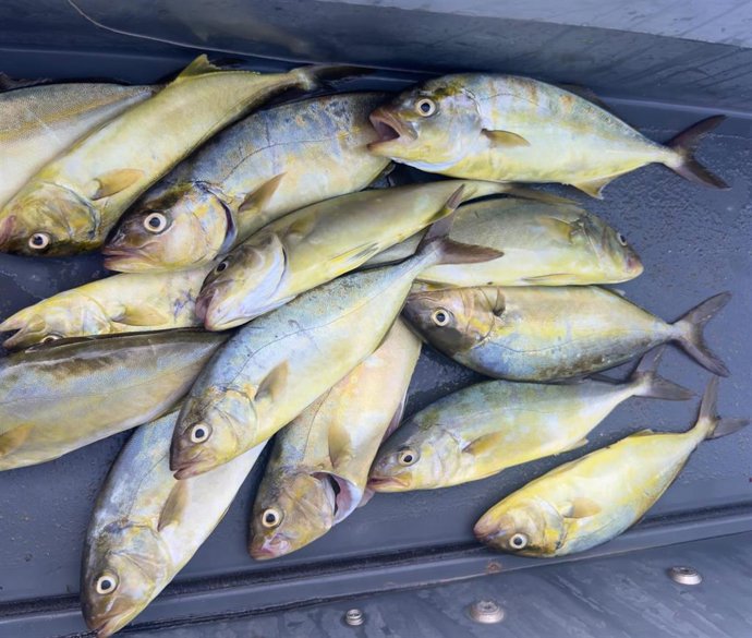 El Govern decomisa a pescadores recreativos de Ibiza 14 ejemplares de pez limón de talla inferior a la reglamentaria